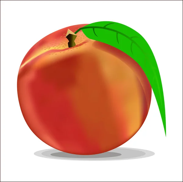 Peach — Stock Vector