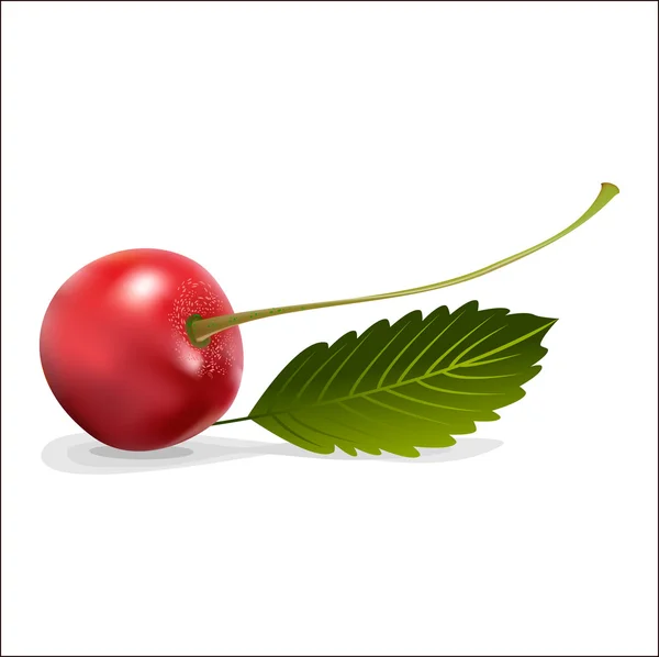 Cherry — Stock Vector