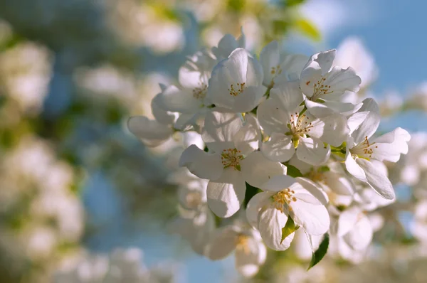 Ramas de árboles en flor sobre fondo azul cielo — Foto de Stock