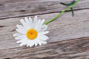 Bahçe papatya eski ahşap tablo