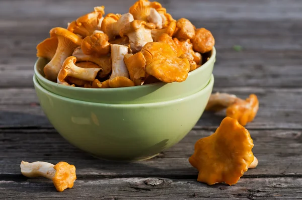 Yeşil plaka eski yönetim kurulu chanterelles