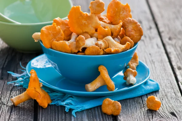 Chanterelles on the old board in the blue plate — Stock Photo, Image