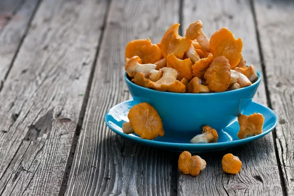 Chanterelles on the old board in the blue plate — Stock Photo, Image