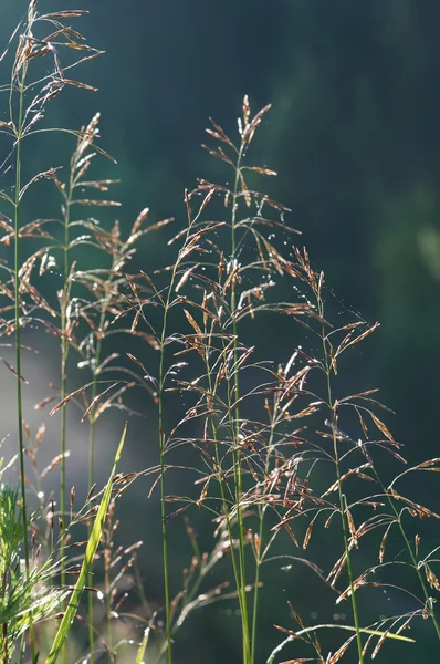 Macro ears of grass at dawn — Stock Photo, Image