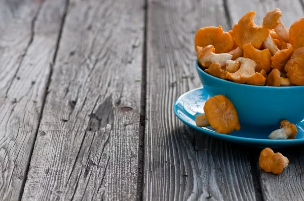 chanterelles mavi plaka eski yönetim kurulu