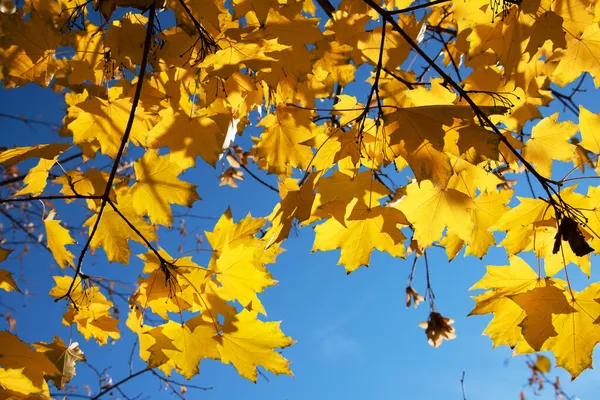 Gelbe Herbstblätter Einem Ahornbaum Vor Strahlend Blauem Himmel Stockbild