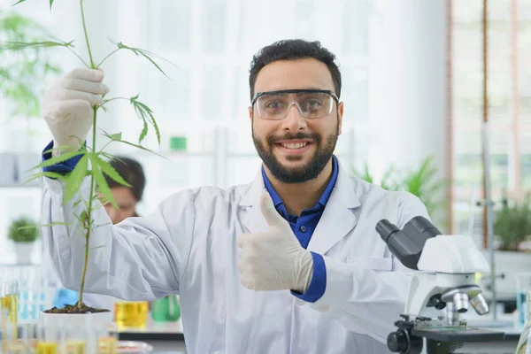 Ευτυχής Μέση Ανατολή Άνθρωπος Επιστήμονας Χαμόγελο Αναζητούν Δείχνουν Κάνναβης Αφήνει — Φωτογραφία Αρχείου
