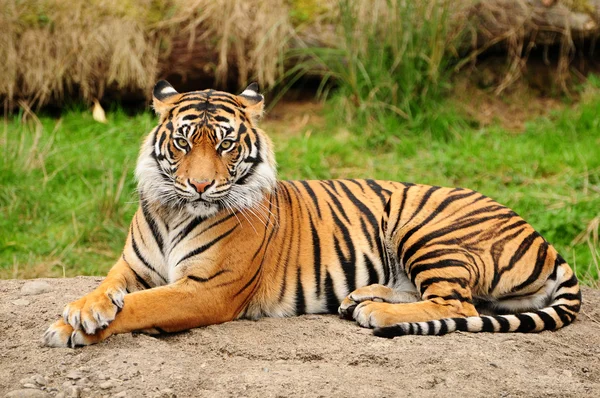 Retrato de tigre horizontal — Fotografia de Stock