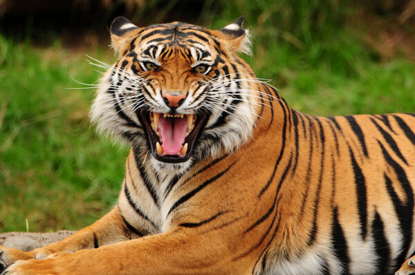 Roaring tiger