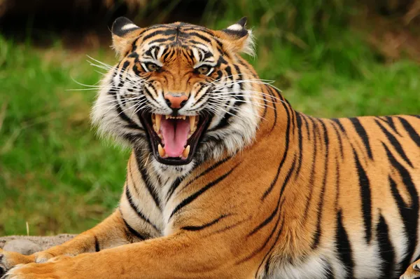 Řvoucí tygr Royalty Free Stock Obrázky
