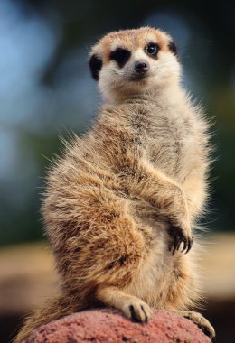 meerkat portre