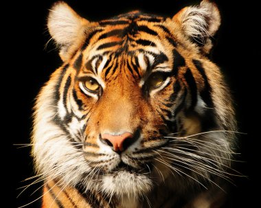 Tiger Portrait clipart
