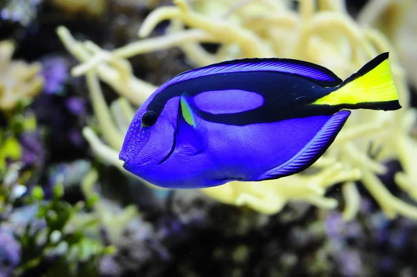 Regal Tang fish — Stock Photo, Image