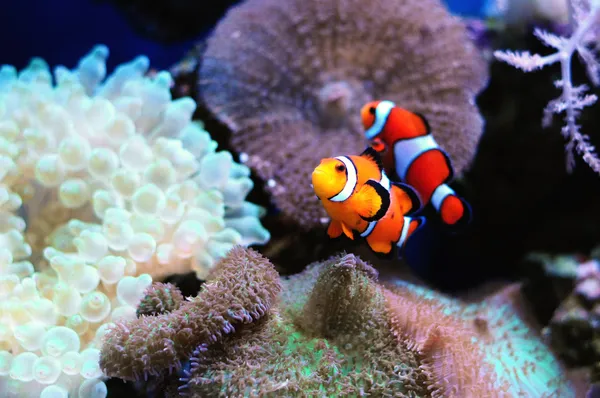 Pair of clown fish — Stock Photo, Image