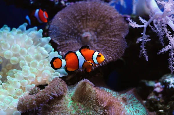 Clownfish and anemone — Stock Photo, Image