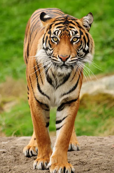 Bengálský tygr Royalty Free Stock Fotografie