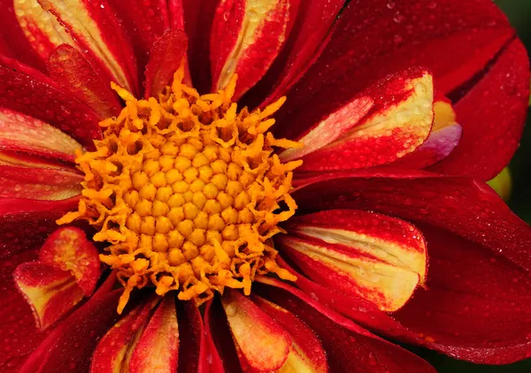 Bright red daisy — Stock Photo, Image