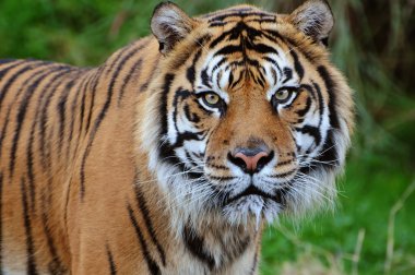 Tiger close-up clipart
