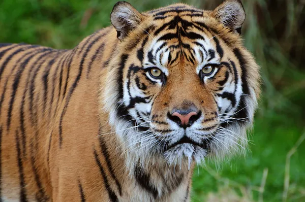 Tijger close-up — Stockfoto