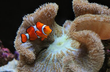 palyaço balığı ve anemon çiçeği