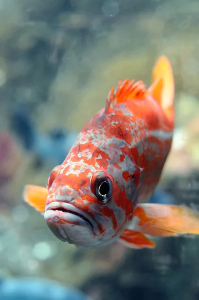 Kolorowe ryby słodkowodne — Zdjęcie stockowe