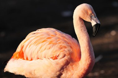 Flamingo portre