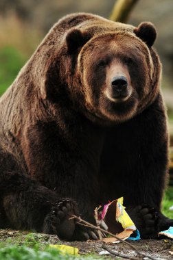 Alaska boz ayı