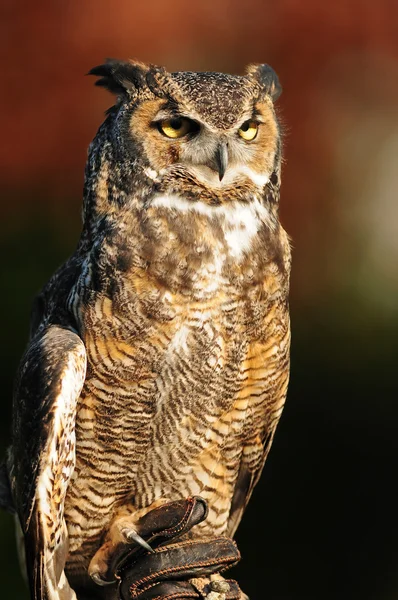 Great horned owl — Zdjęcie stockowe