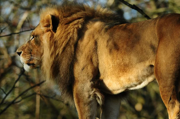 León africano —  Fotos de Stock