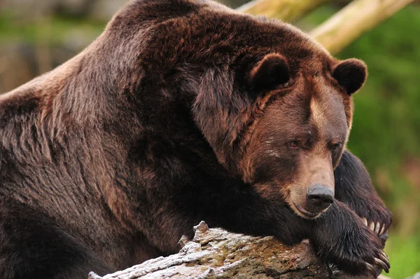 Fauler Bär — Stockfoto