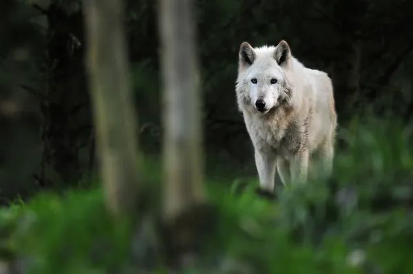 Wolf im Mondschein — Stockfoto