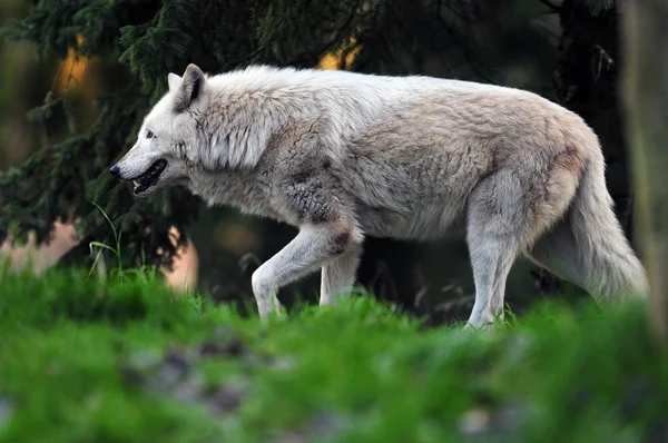 Jakt wolf — Stockfoto