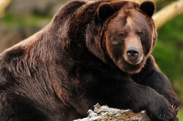 Grizzlybär-Porträt — Stockfoto