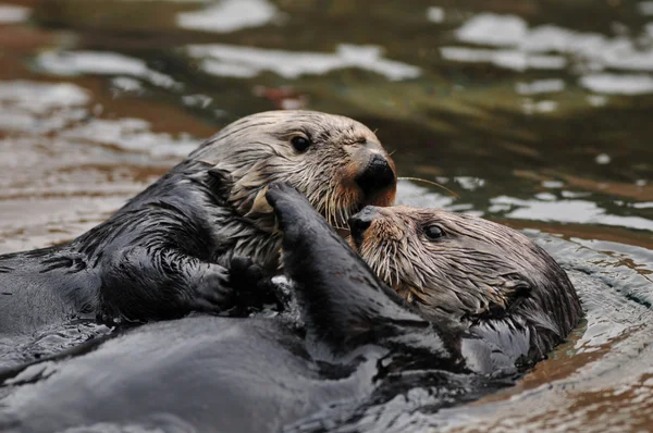 Amore lontra — Foto Stock