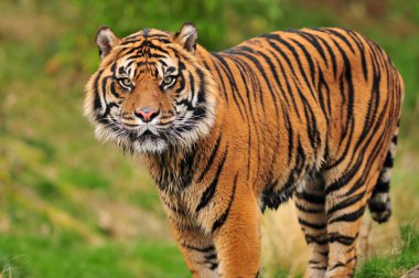 Sumatran tiger portrait clipart