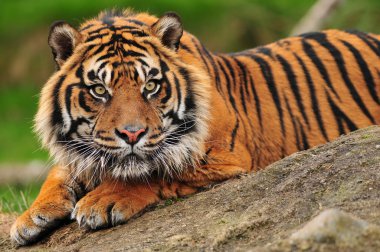 Sumatran tiger clipart