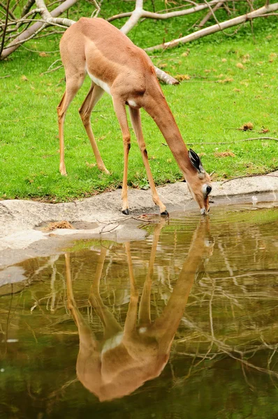 Rotwild trinkt Wasser — Stockfoto