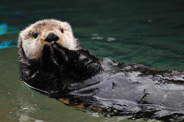 Otter saluto — Foto Stock