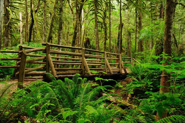 Gångbro i skogen — Stockfoto