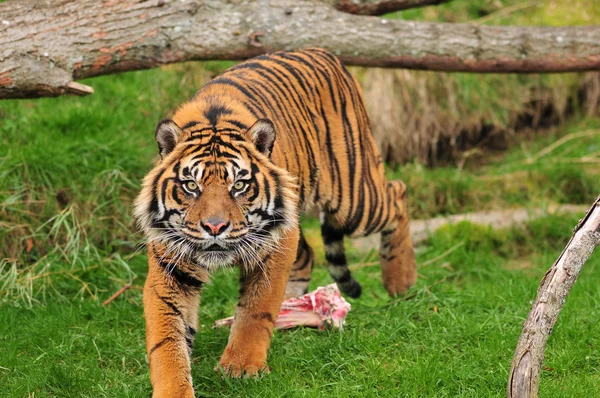 Венгерский тигр — стоковое фото
