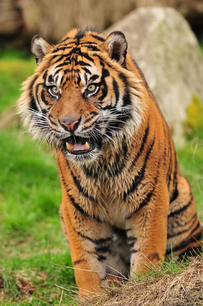 Tigre gruñendo — Foto de Stock