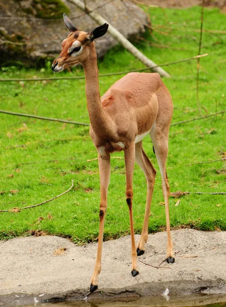 Gazelle — Stockfoto