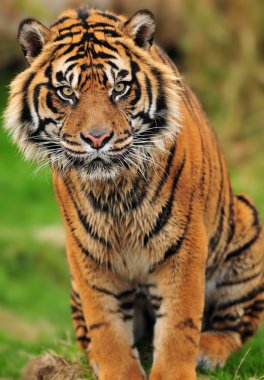 Engangered Sumatran tiger portrait clipart