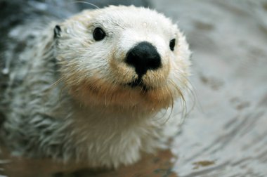 Cute white otter clipart