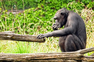 West African Chimpanzee clipart