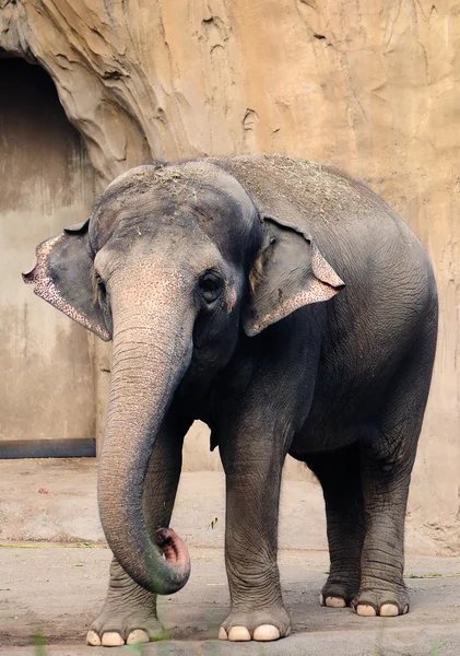 Elephant portrait — Stock Photo, Image