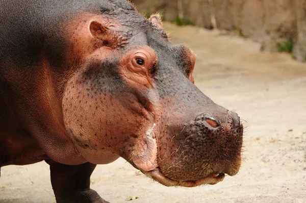 Hippopotamus closeup — Stock Photo, Image