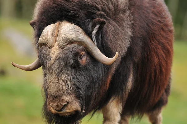 Giant musk ox — Stock Photo, Image