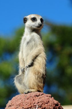 meerkat portre