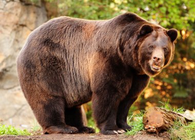 Alaskan brown bear clipart